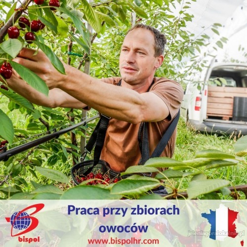 Francja - praca przy zbiorach owoców