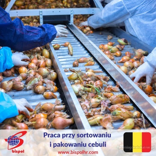 Praca na produkcji przy sortowaniu i pakowaniu cebuli - Belgia