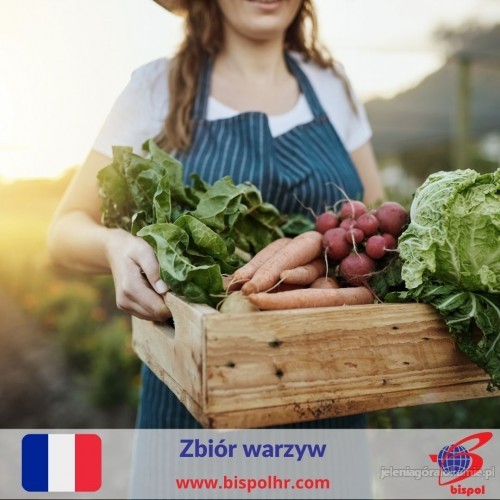 Zbiór warzyw  (rzodkiewki, cebuli, sałaty) - Francja