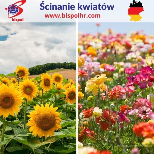 Ścinanie kwiatów - Niemcy