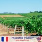 Prace letnie na winnicy - Francja