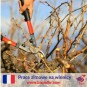 Prace zimowe na winnicy - Francja